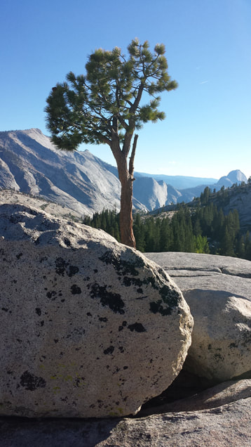 Tree in Yosemite CA